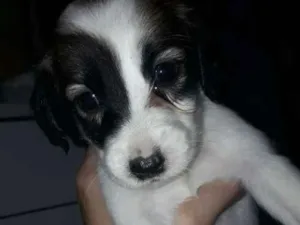 Cachorro raça mestiça idade Abaixo de 2 meses nome não tem nome ainda