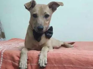 Cachorro raça Vira lata idade 1 ano nome Luna