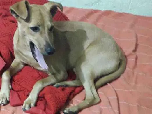 Cachorro raça Vira lata idade 1 ano nome Luna
