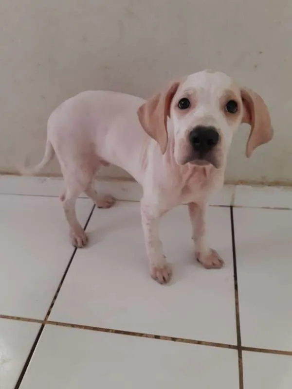 Cachorro raça SRD idade 2 a 6 meses nome Horus