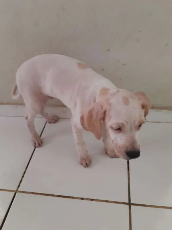 Cachorro raça SRD idade 2 a 6 meses nome Horus