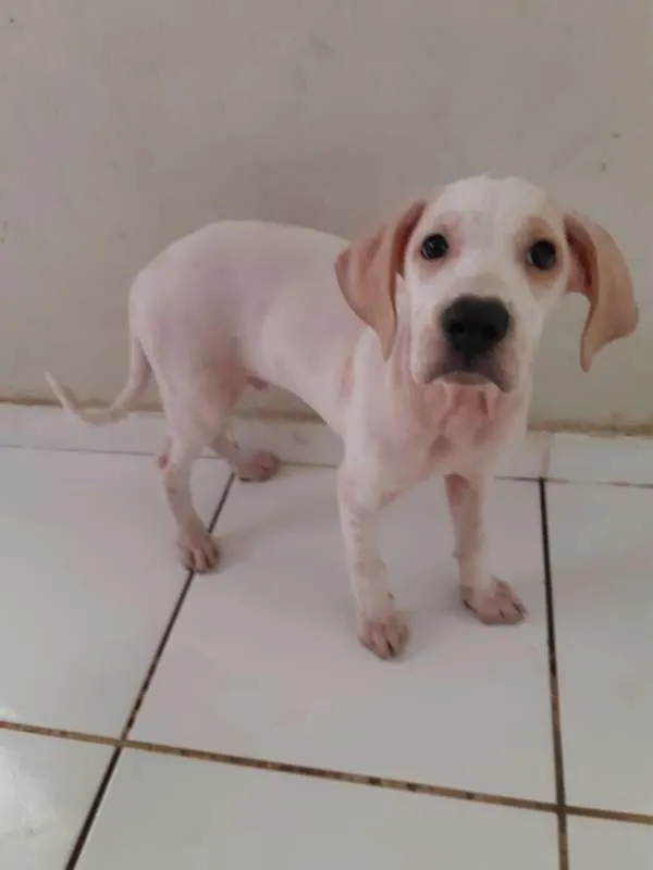 Cachorro raça SRD idade 2 a 6 meses nome Horus
