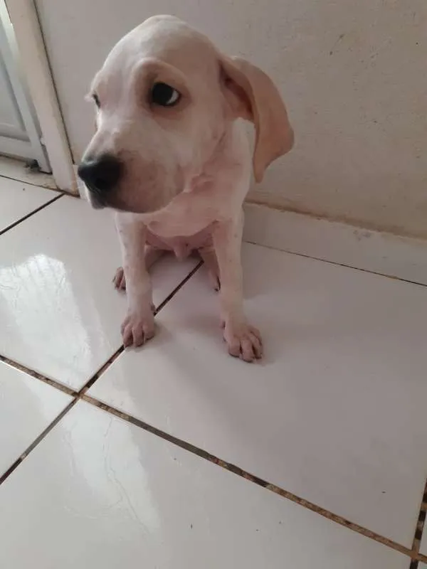 Cachorro raça SRD idade 2 a 6 meses nome Horus
