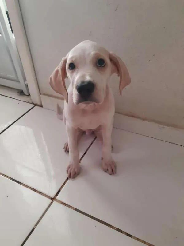 Cachorro raça SRD idade 2 a 6 meses nome Horus