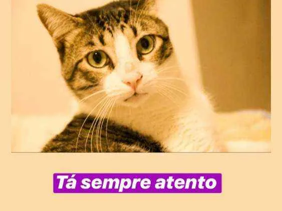 Gato ra a SRN idade 2 anos nome Tofu