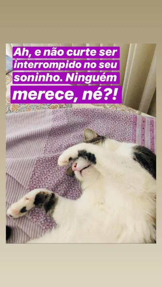 Gato ra a SRN idade 2 anos nome Tofu