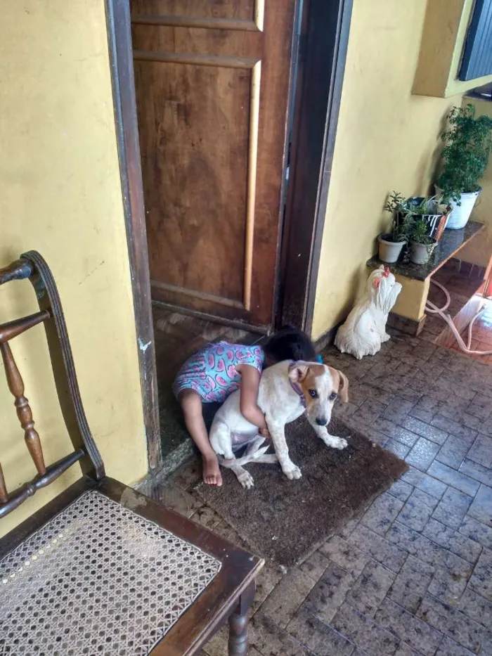 Cachorro ra a Indefinido parece Fox paulisti idade 2 a 6 meses nome Mail