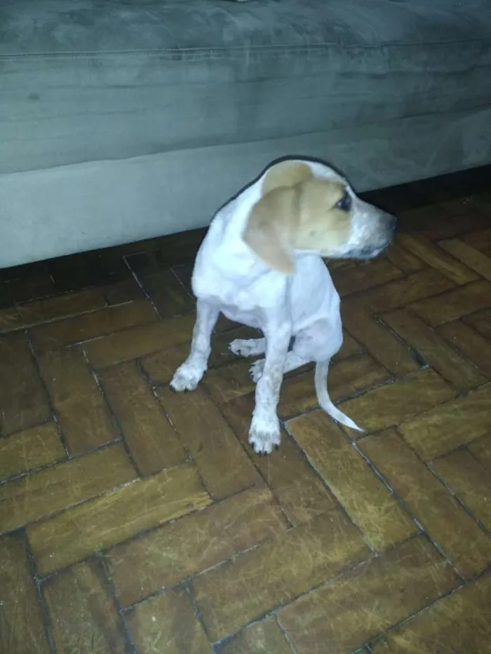 Cachorro ra a Indefinido parece Fox paulisti idade 2 a 6 meses nome Mail