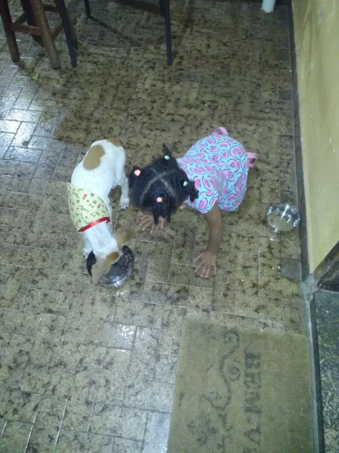 Cachorro ra a Indefinido parece Fox paulisti idade 2 a 6 meses nome Mail