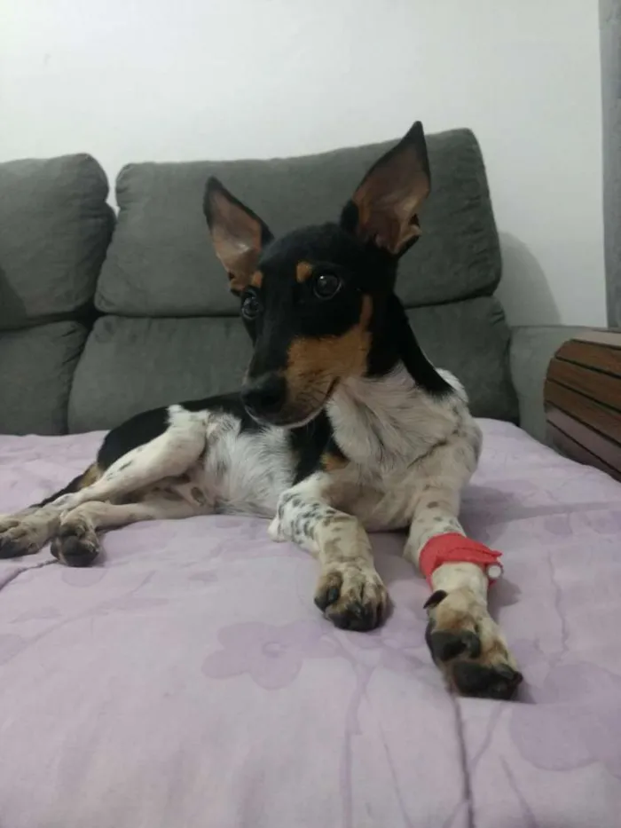 Cachorro ra a Vira lata  idade  nome Não sei 