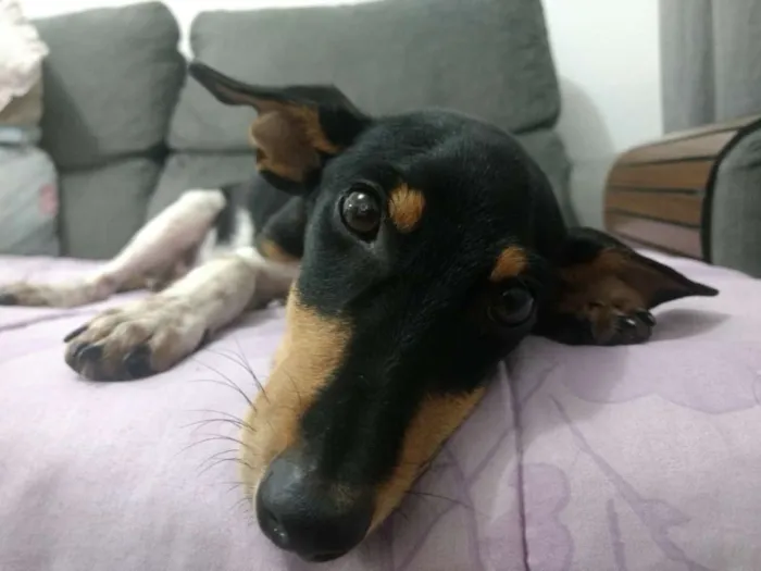 Cachorro ra a Vira lata  idade  nome Não sei 