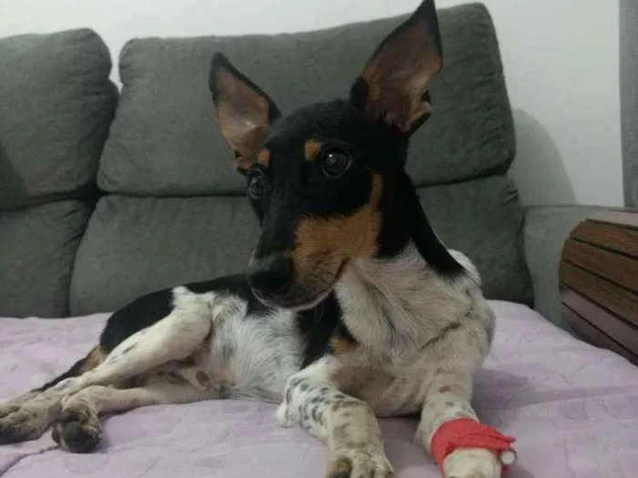Cachorro ra a Vira lata  idade  nome Não sei 