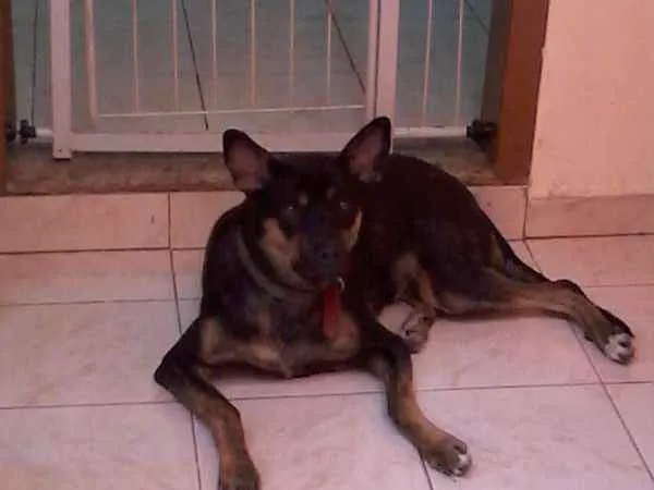 Cachorro ra a Rottweiler idade 7 a 11 meses nome Traquinas Fofa
