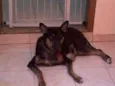 Traquinas Fofa