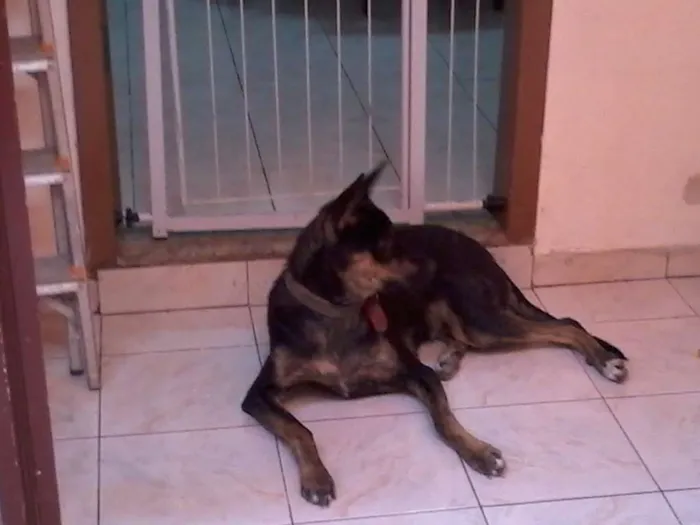 Cachorro ra a Rottweiler idade 7 a 11 meses nome Traquinas Fofa