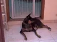 Traquinas Fofa