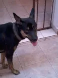Traquinas Fofa