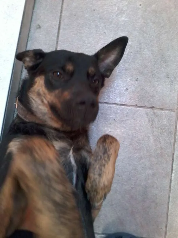 Cachorro ra a Rottweiler idade 7 a 11 meses nome Traquinas Fofa