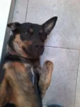 Traquinas Fofa