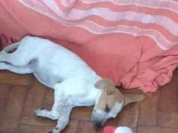 Cachorro ra a Indefinido parece Fox paulisti idade 2 a 6 meses nome Mail