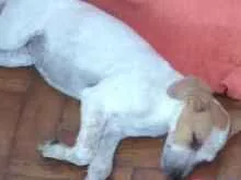 Cachorro ra a Indefinido parece Fox paulisti idade 2 a 6 meses nome Mail