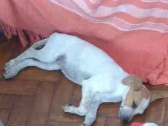 Cachorro ra a Indefinido parece Fox paulisti idade 2 a 6 meses nome Mail