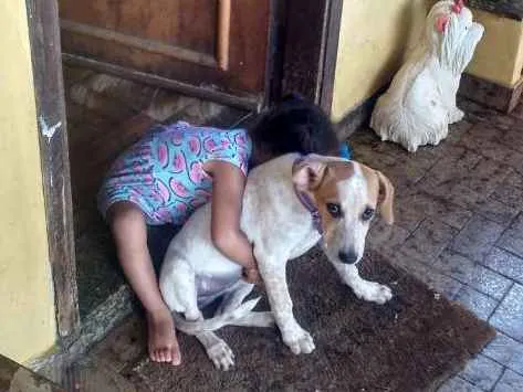 Cachorro ra a Indefinido parece Fox paulisti idade 2 a 6 meses nome Mail