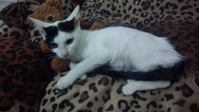 Gato ra a SRD idade 2 a 6 meses nome Cherry
