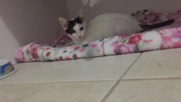 Gato ra a SRD idade 2 a 6 meses nome Cherry