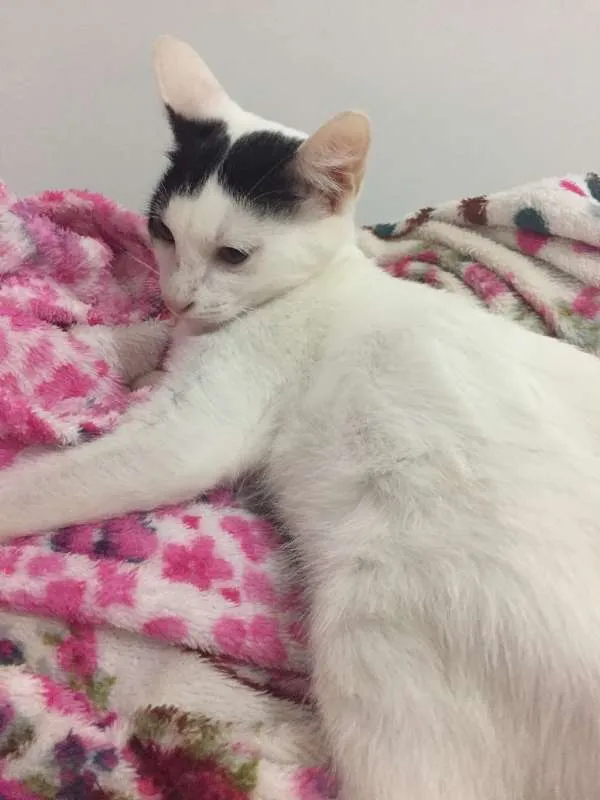 Gato ra a SRD idade 2 a 6 meses nome Cherry