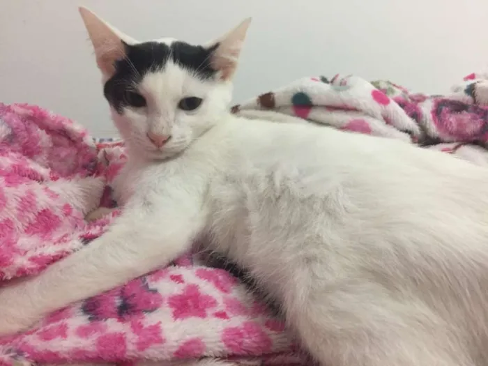 Gato ra a SRD idade 2 a 6 meses nome Cherry