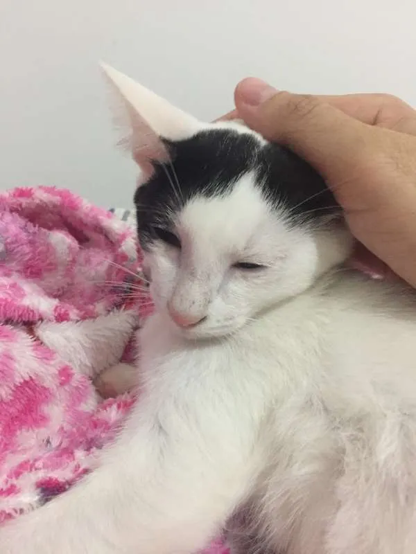 Gato ra a SRD idade 2 a 6 meses nome Cherry