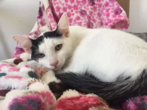 Gato raça SRD idade 2 a 6 meses nome Cherry