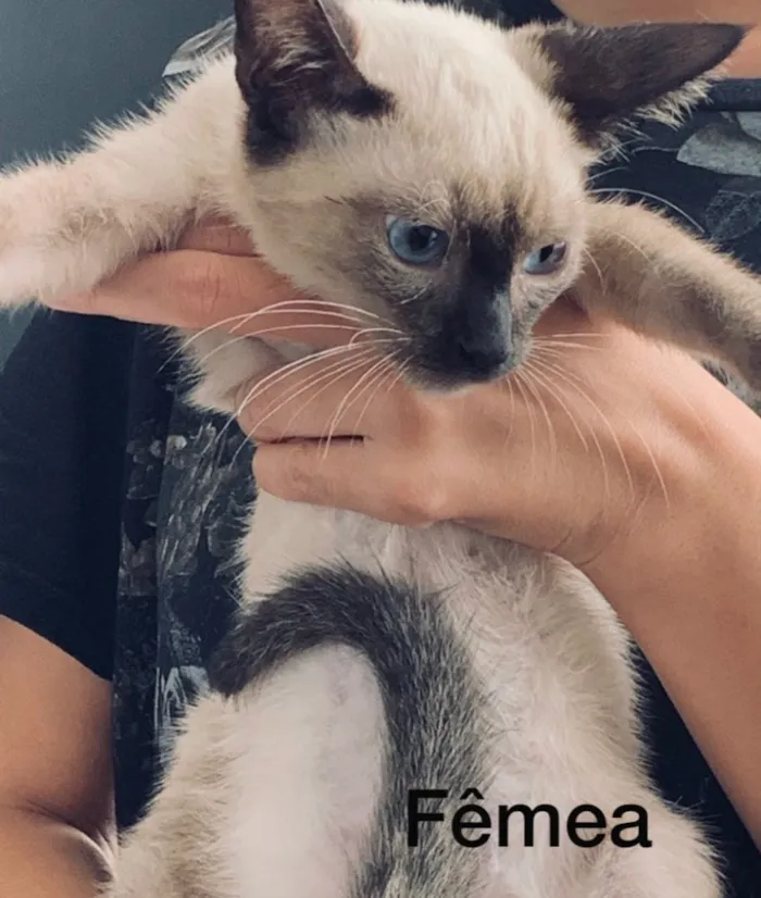 Gato raça Não sei específica  idade 2 a 6 meses nome Sem nome