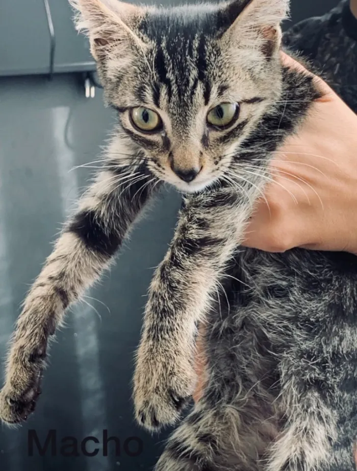 Gato raça Não sei específica  idade 2 a 6 meses nome Não tem 