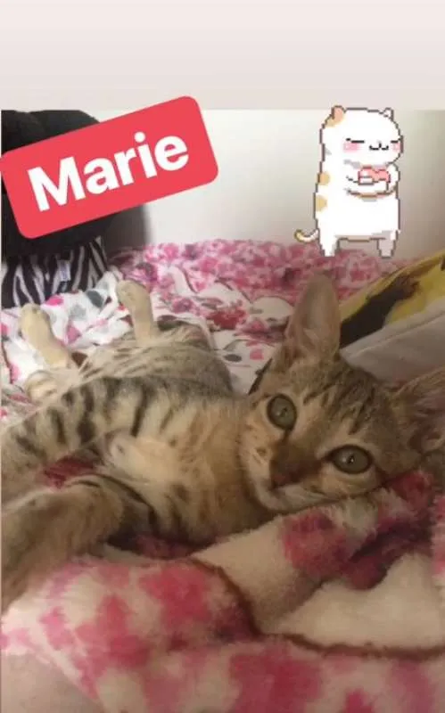Gato ra a SRD idade 2 a 6 meses nome Marie