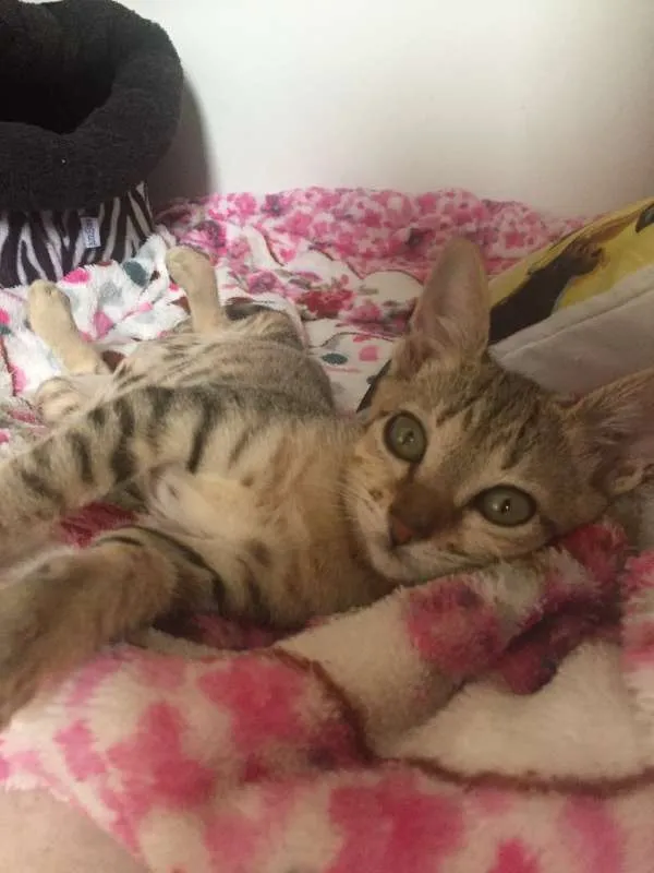 Gato ra a SRD idade 2 a 6 meses nome Marie