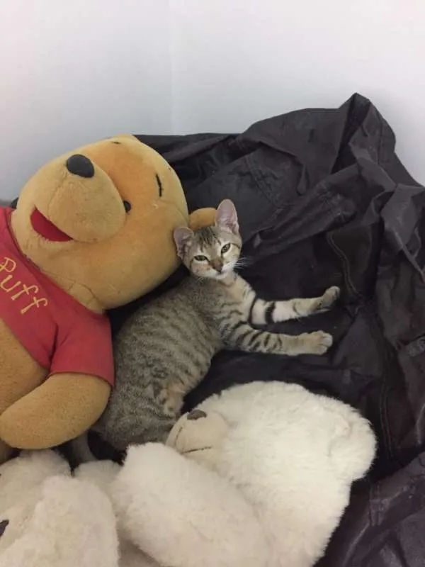 Gato ra a SRD idade 2 a 6 meses nome Marie