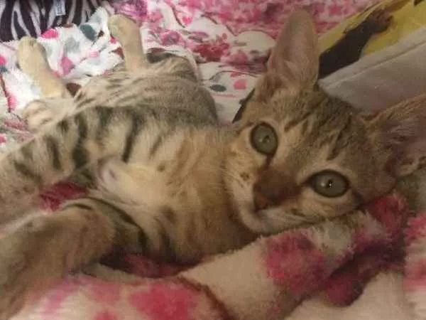 Gato ra a SRD idade 2 a 6 meses nome Marie