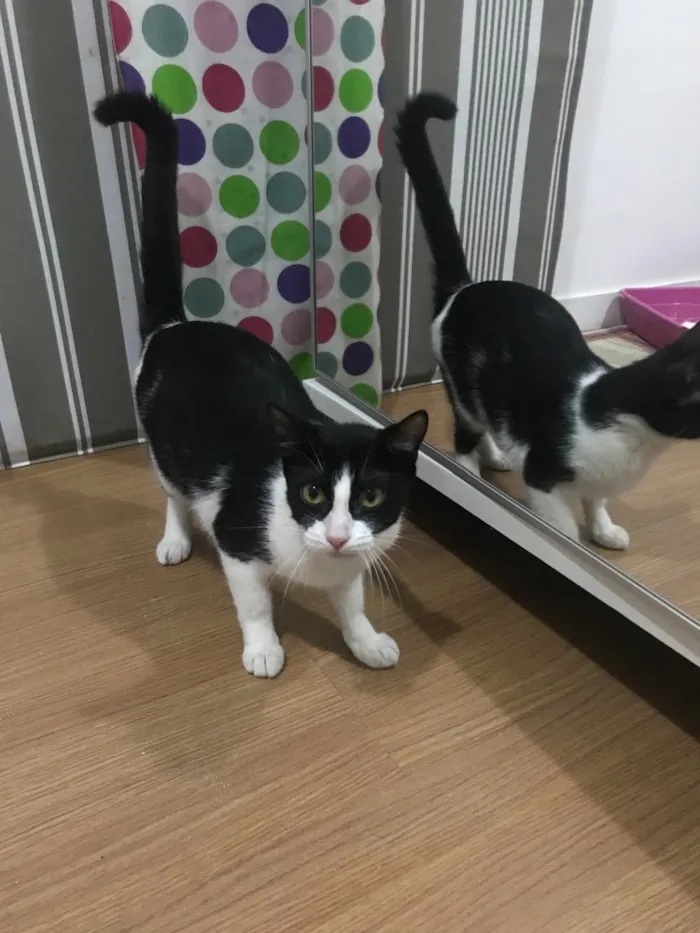 Gato ra a Sem raça definida  idade 7 a 11 meses nome Arya 