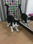 Arya