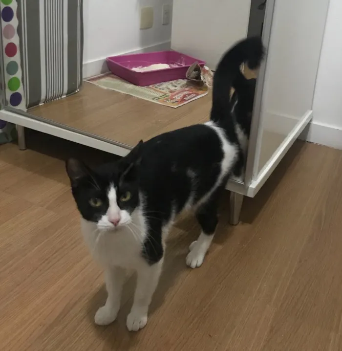 Gato ra a Sem raça definida  idade 7 a 11 meses nome Arya 
