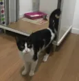 Arya