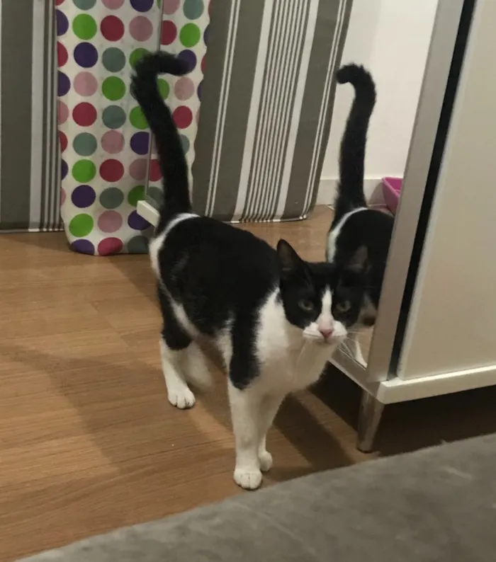 Gato ra a Sem raça definida  idade 7 a 11 meses nome Arya 