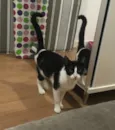 Arya