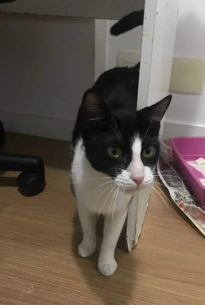 Gato ra a Sem raça definida  idade 7 a 11 meses nome Arya 