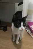 Arya