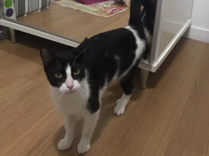 Gato ra a Sem raça definida  idade 7 a 11 meses nome Arya 