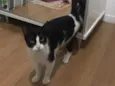 Arya