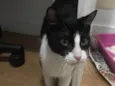 Arya